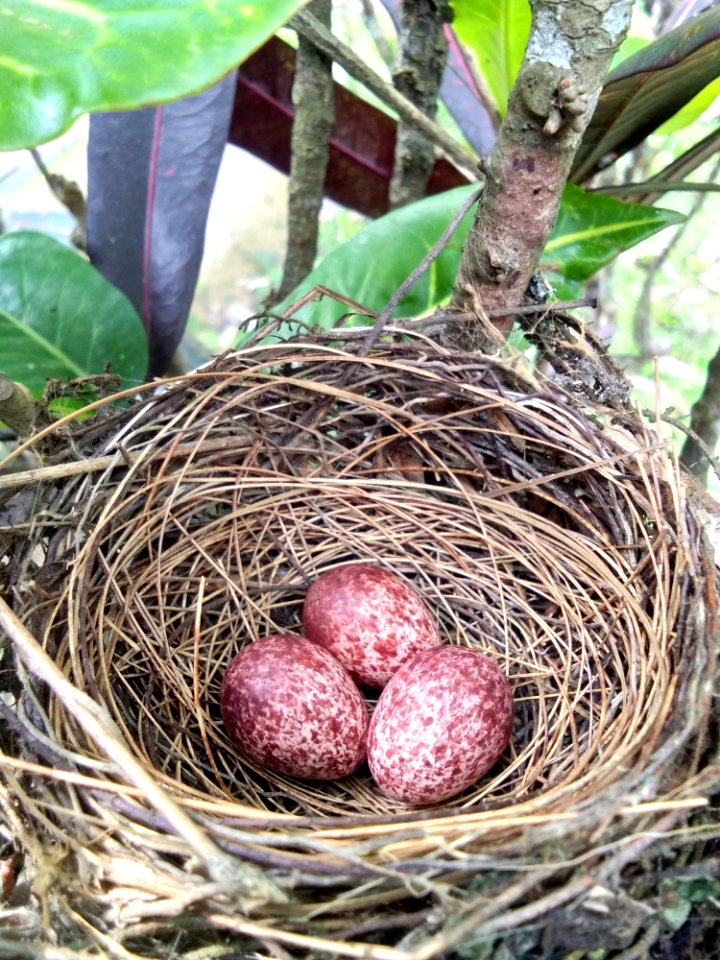 Bird Nest Nest Egg