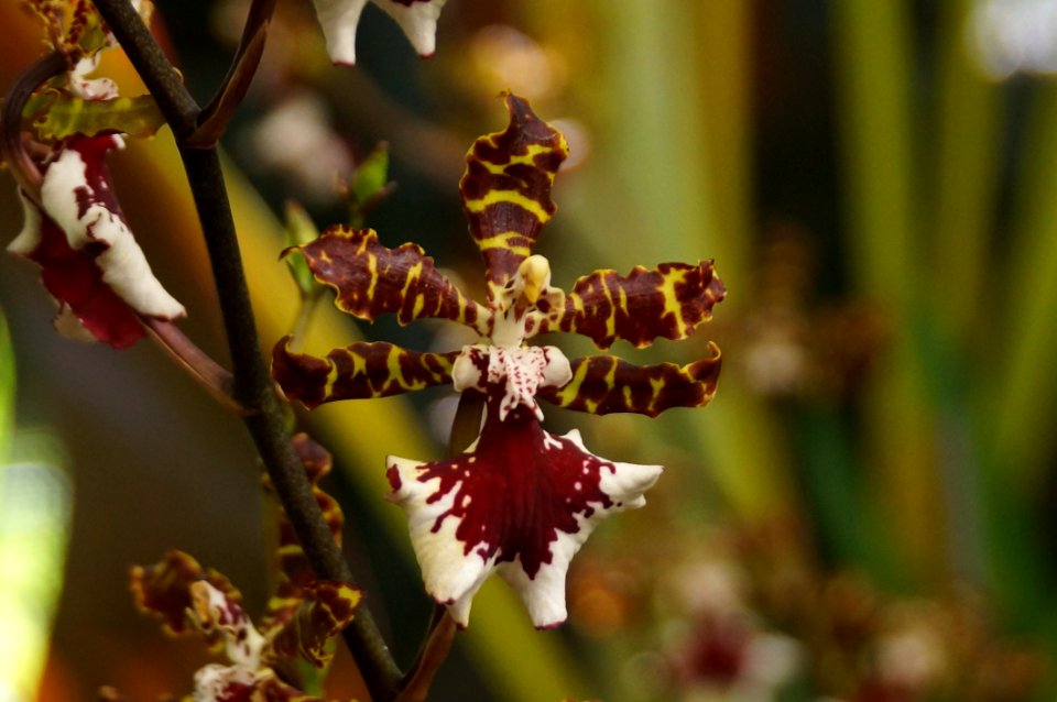 Flora Flower Plant Flowering Plant