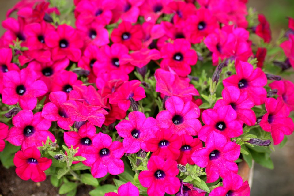 Flower Pink Plant Flora