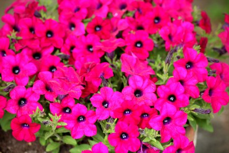Flower Pink Plant Flora