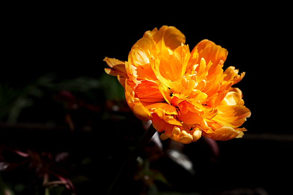 Flower Yellow Flora Petal