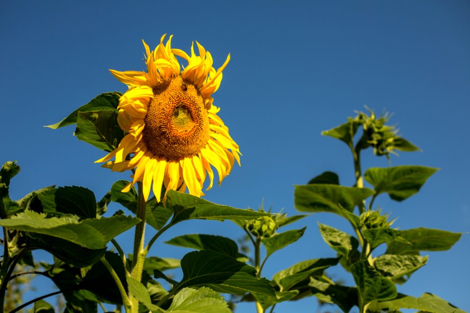 Flower Sunflower Plant Sky