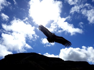 Sky Bird Of Prey Bird Cloud