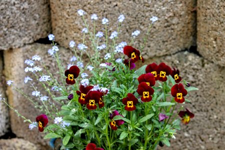 Flower Plant Flora Flowering Plant