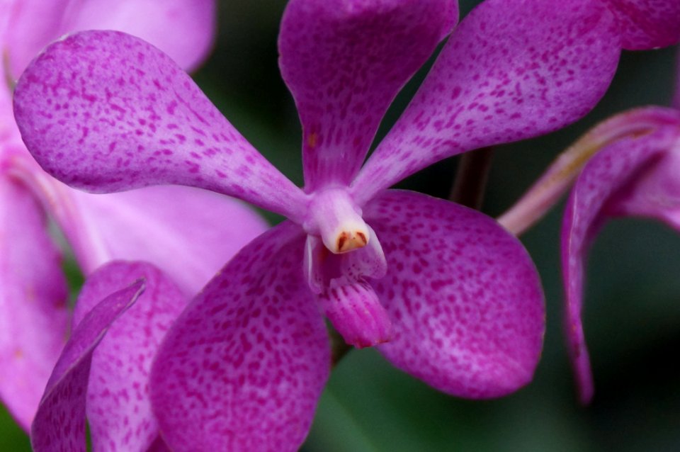 Flower Pink Flora Purple