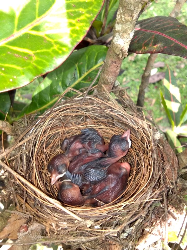 Bird Nest Nest Bird Beak
