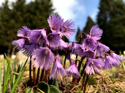 Flower Plant Flora Purple