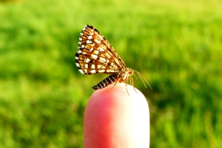 Butterfly Moths And Butterflies Insect Brush Footed Butterfly