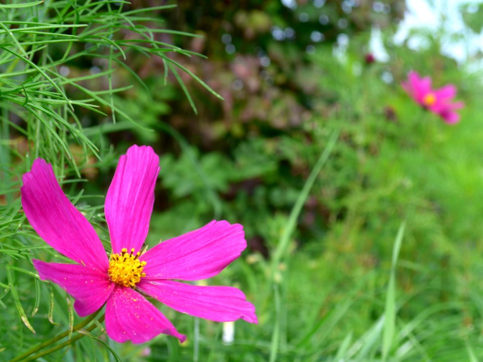 Flower Garden Cosmos Flora Plant