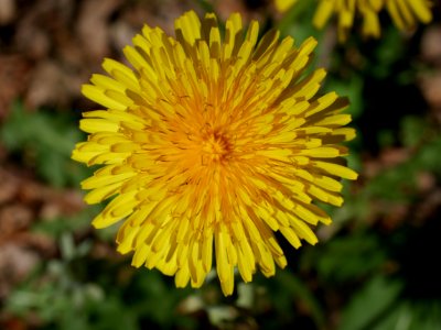 Flower Yellow Sow Thistles Dandelion photo