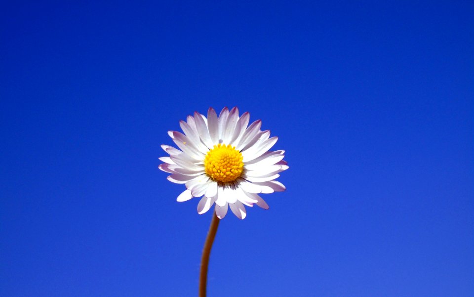 Flower Sky Blue Oxeye Daisy