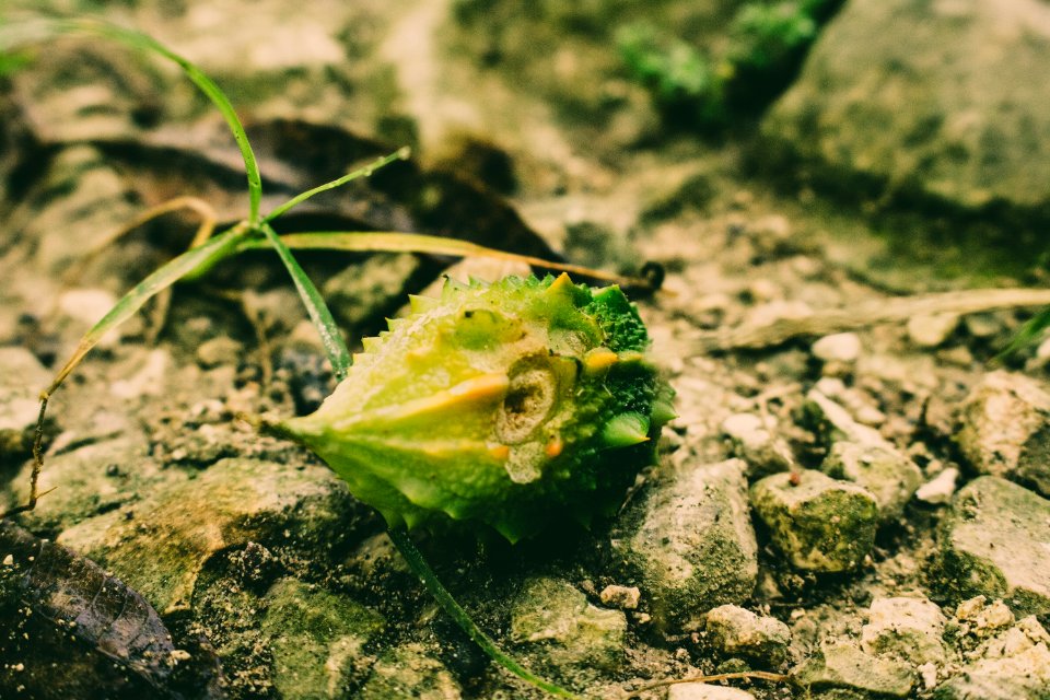 Leaf Plant Organism Macro Photography
