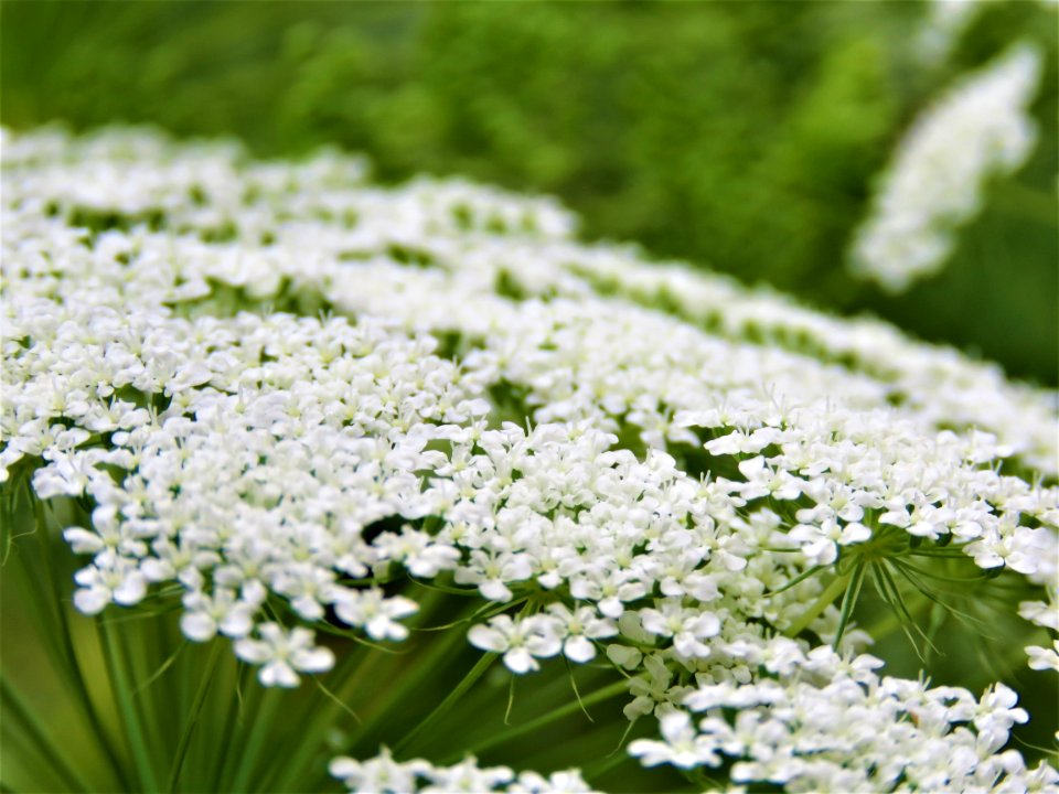 Flower Plant Cow Parsley Parsley Family