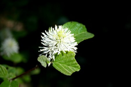 Flora Leaf Plant Flower