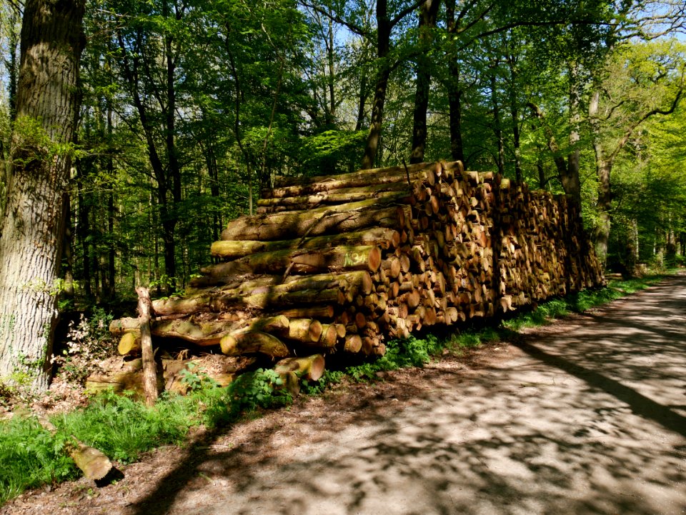 Path Nature Reserve Tree Woodland