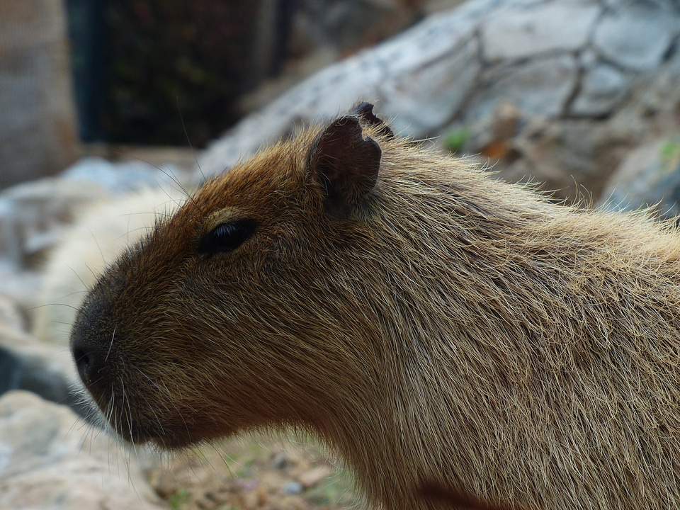 Mammal rodent fur