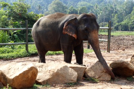 Elephant Elephants And Mammoths Terrestrial Animal Indian Elephant