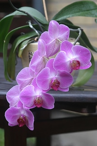 Flower purple nature