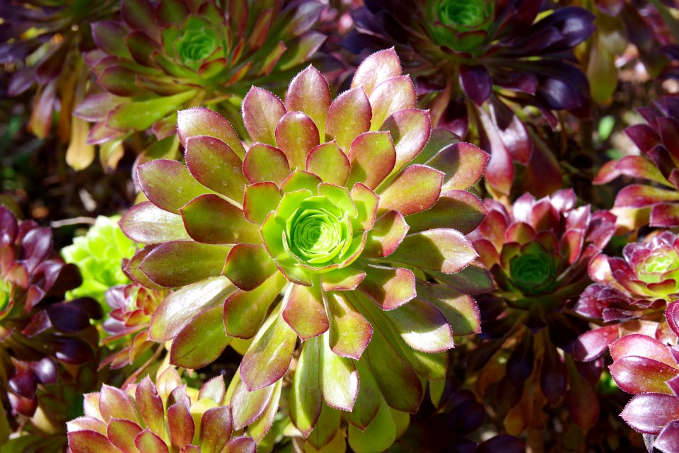Plant Flower Flora Groundcover