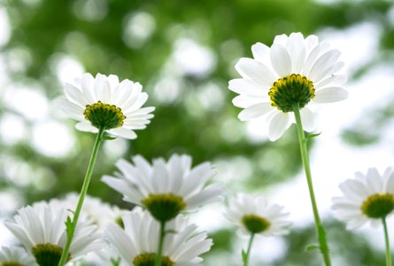 Flower Oxeye Daisy Chamaemelum Nobile Daisy Family