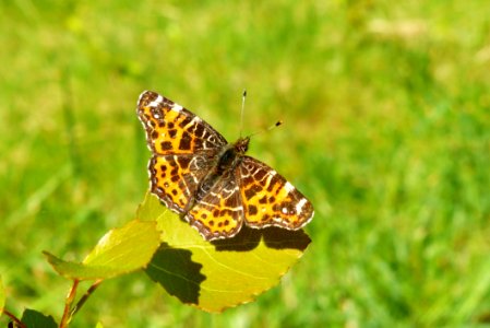 Butterfly Moths And Butterflies Insect Brush Footed Butterfly