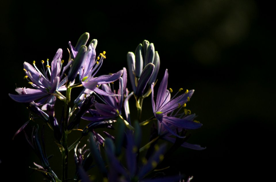 Flower Flora Plant Purple
