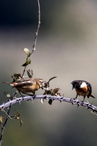 Bird Branch Fauna Beak photo