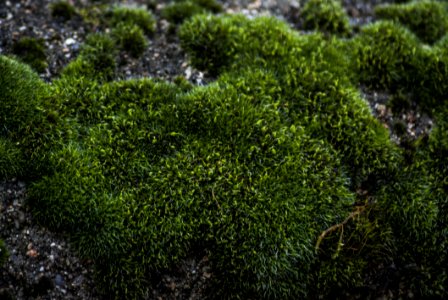 Plant Vegetation Ecosystem Moss