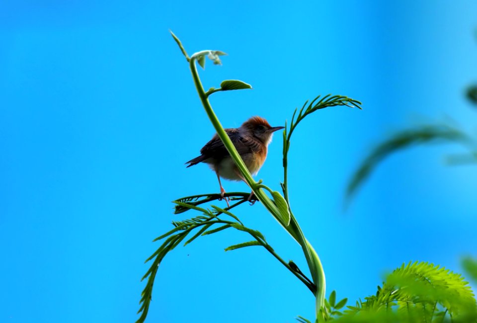 Bird Fauna Beak Sky