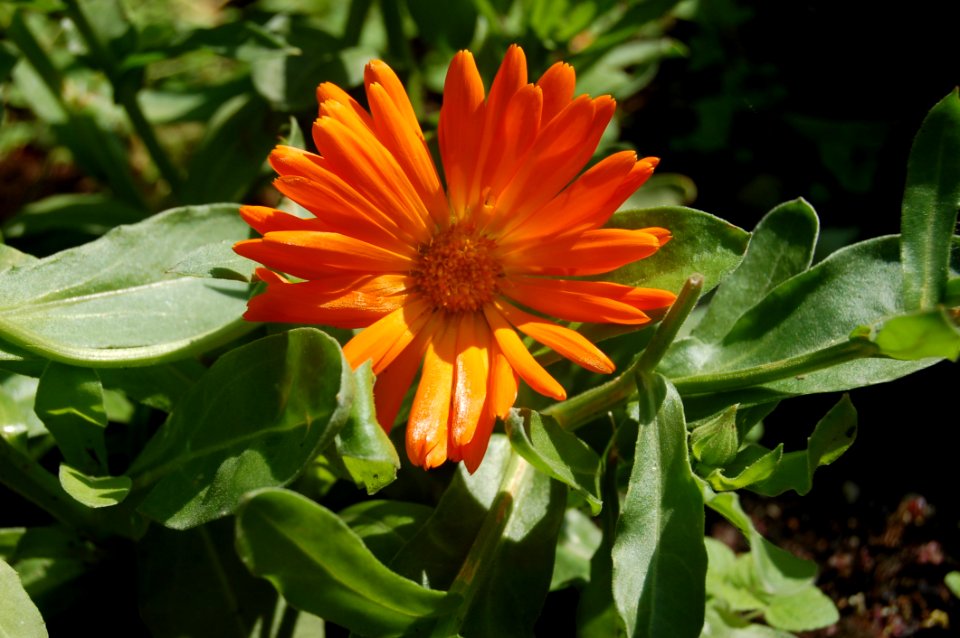 Flower Plant Flora Calendula