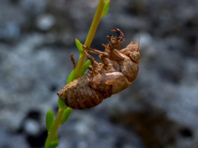 Insect Invertebrate Cicada Pest