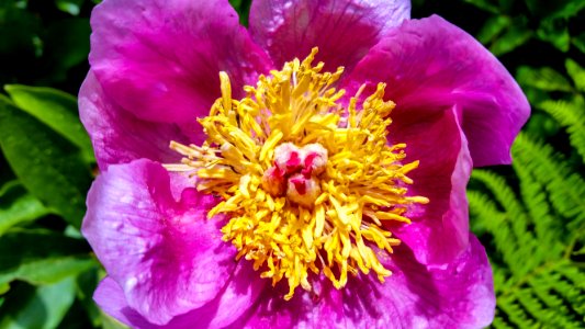 Flower Peony Plant Flowering Plant