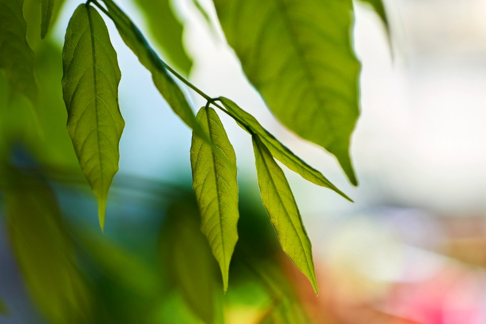 Leaf Close Up Branch Plant photo