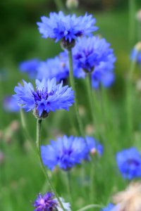 Flower Blue Purple Plant