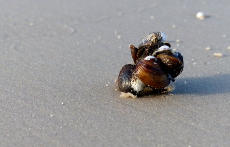 Snails And Slugs Snail Fauna Molluscs
