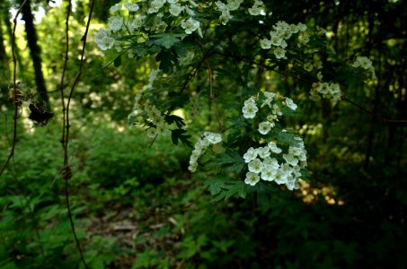 Vegetation Flora Plant Flower