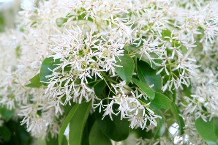 Plant Flower Flora