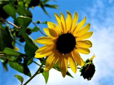 Flower Sunflower Yellow Sky photo