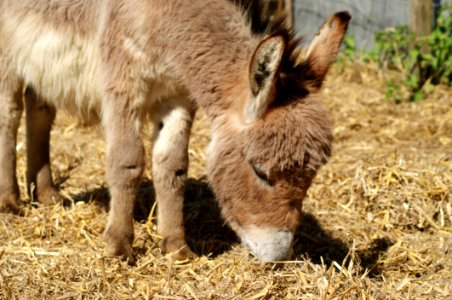 Donkey Horse Like Mammal Fauna Pack Animal