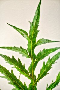 Plant Leaf Plant Stem Vascular Plant photo