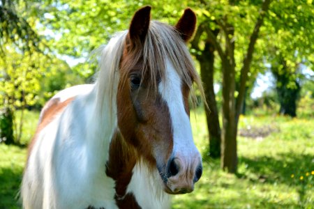 Horse Mane Horse Like Mammal Pasture