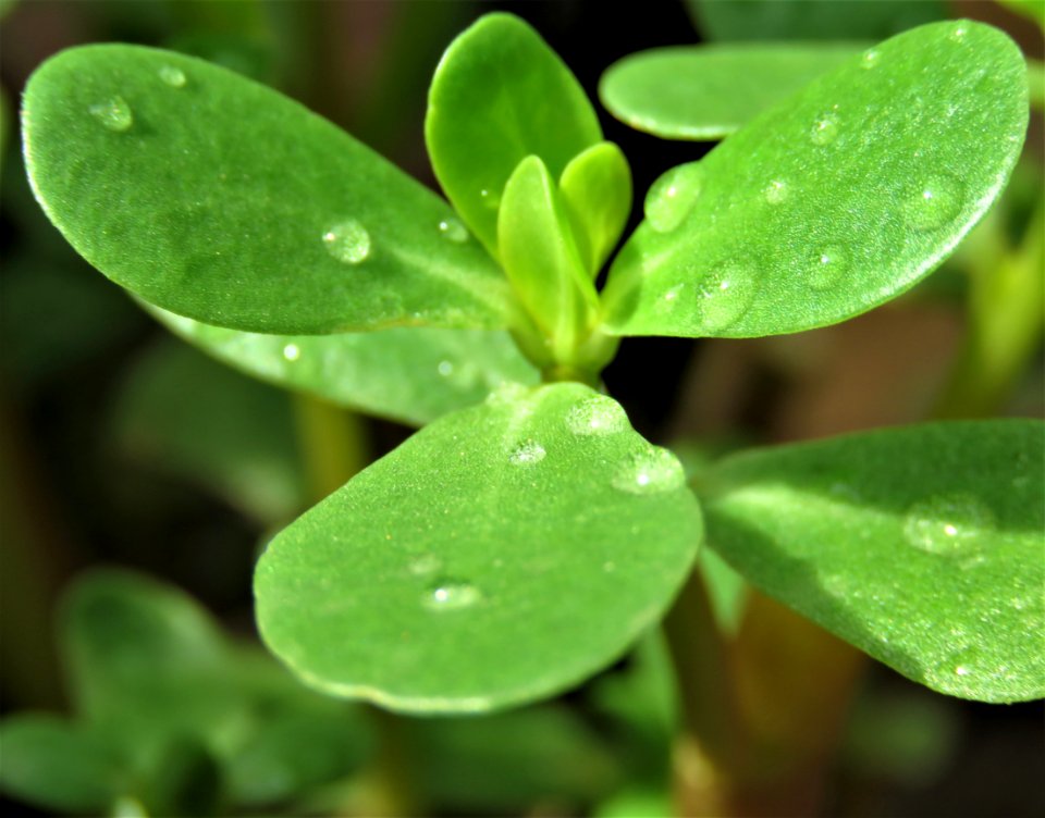 Leaf Plant Flora Moisture