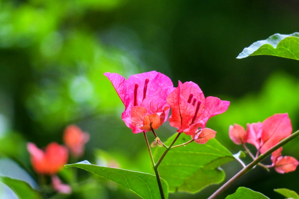Flower Plant Pink Vegetation