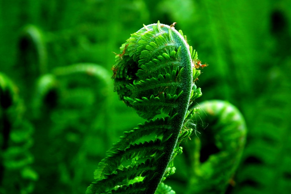 Vegetation Plant Ferns And Horsetails Leaf