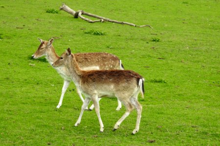 Wildlife Fauna Deer Grassland