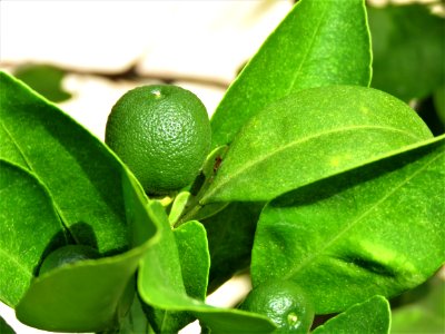 Leaf Plant Key Lime Fruit photo