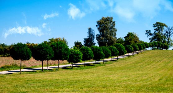 Sky Tree Field Grass photo