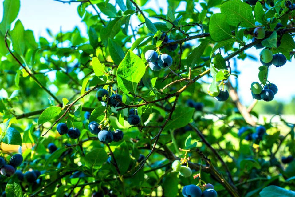 Plant Bilberry Fruit Tree