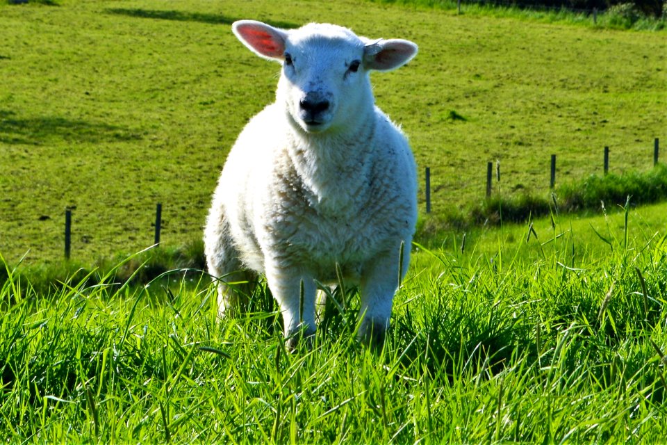 Sheep Pasture Grassland Grass photo