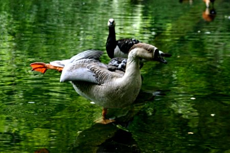 Water Bird Duck Fauna
